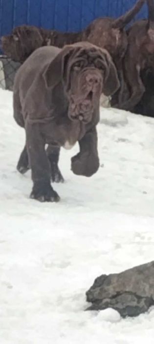 Щенок мастино неаполитано