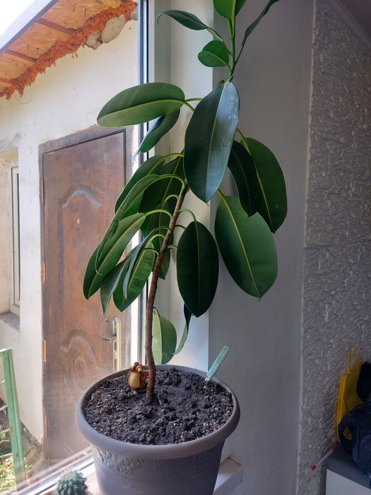 Фикус каучуконосный