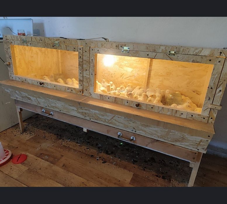 Брудер для цыплят