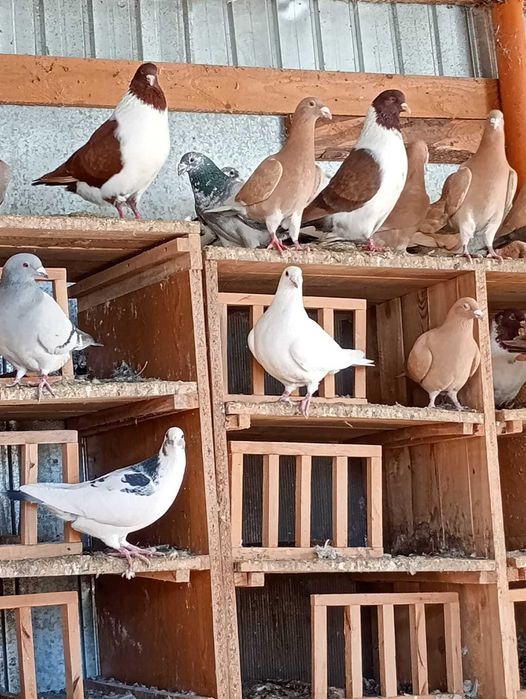 Vând porumbei galbeni și straseri