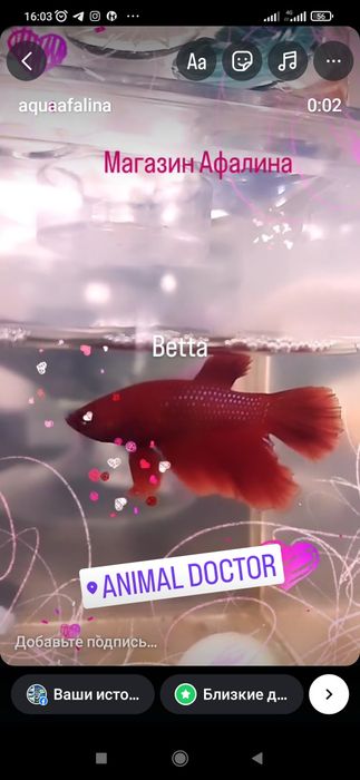 Рыбка петушок ,р-н Орбита