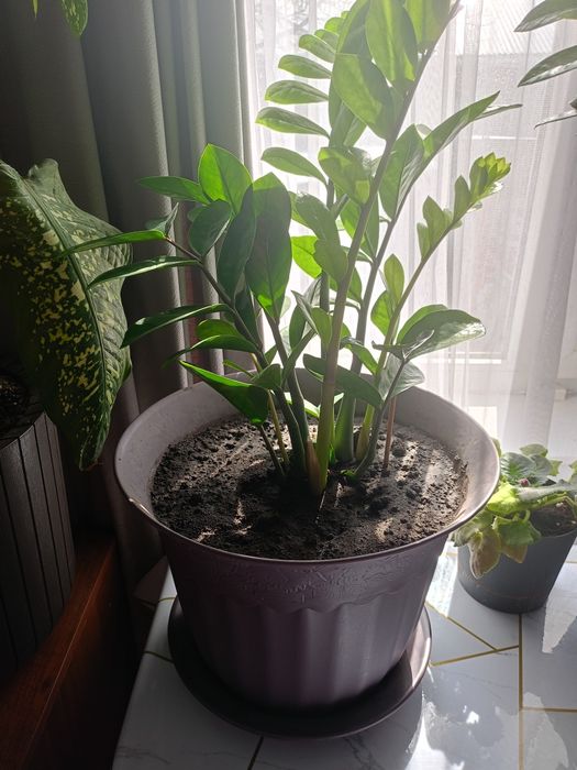 Цветы домашние долларовое дерево