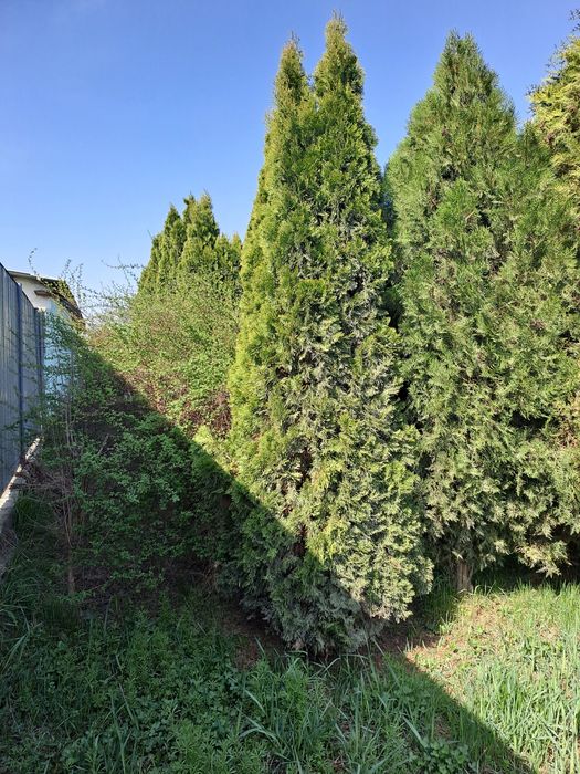 Продаю туи,можжевельники