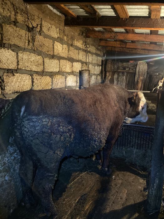 Откорм бұқа (бык)