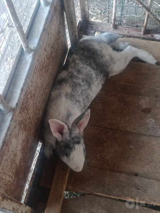 Soglom xashaki quyonlar sotiladi