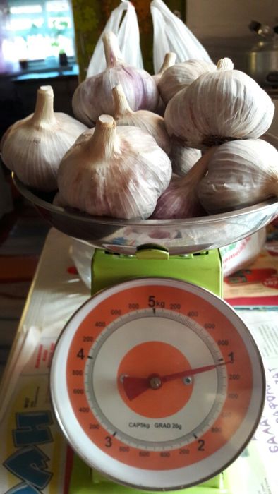 Продам чеснок домашний.