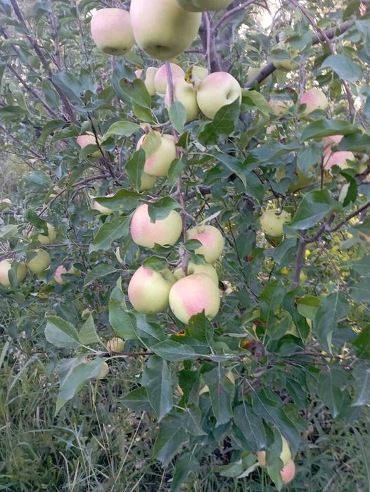 Продам яблоки с сада
