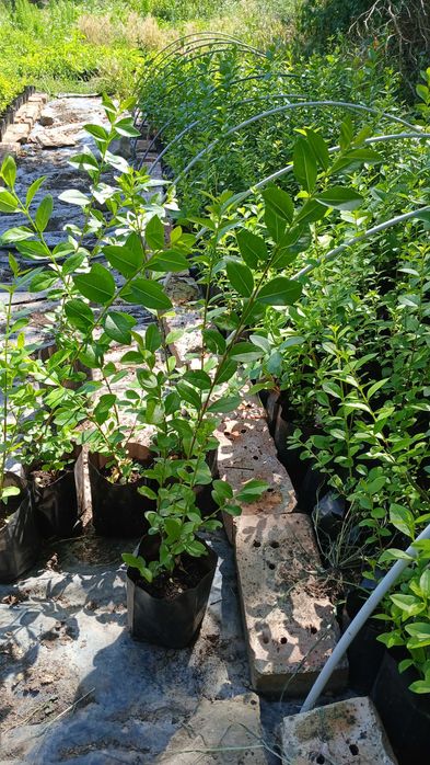 лигуструм в контейнер