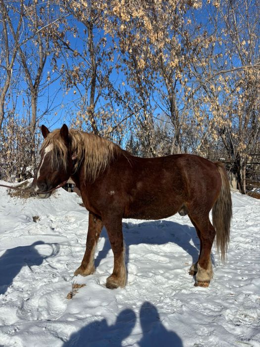 Жеребец 8 лет тяжеловес косяк держал