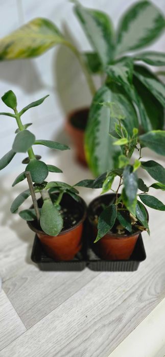 Продаётся комнатные цветы