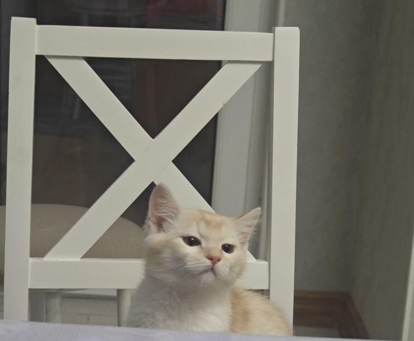 Кот, 5-6 месяцев