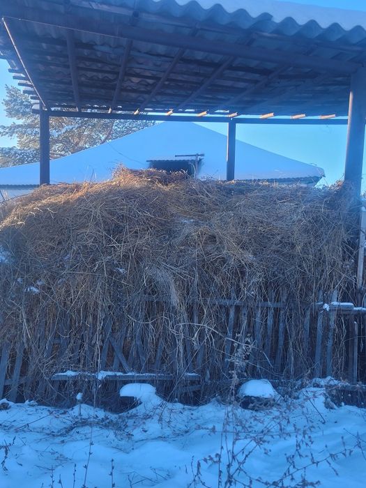 Жоңышқа шөп сату