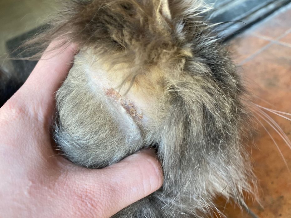 Кошка, отдаем в хорошие руки