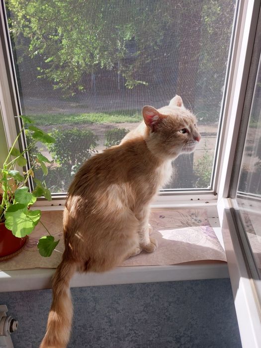 Отдам кота в частный дом