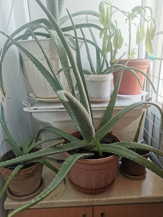 Комнатное растение Алоэ