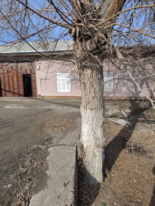 Tut daraxti sotiladi