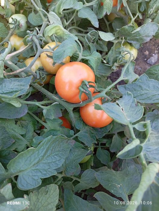 Продам домашние помидоры