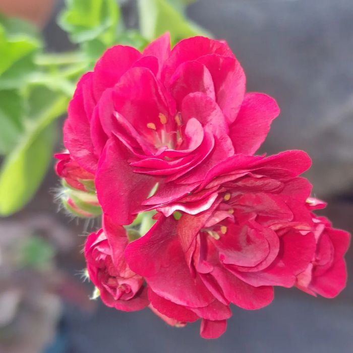 Пеларгонии в городе Абай