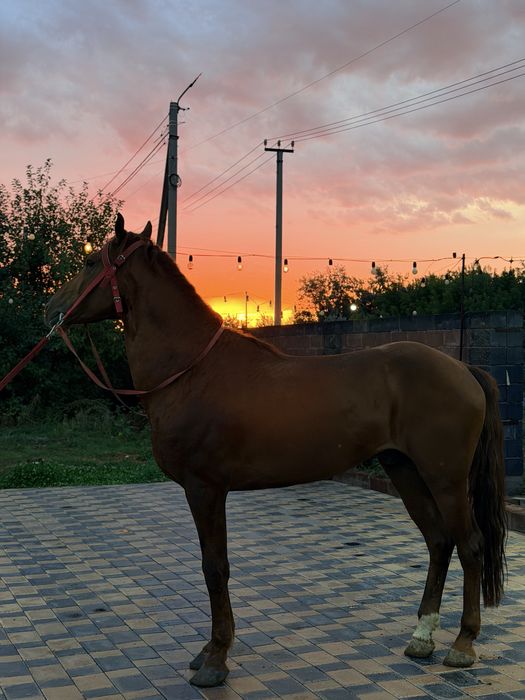 Жеребец англо костанай