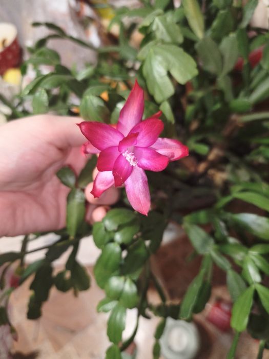 Продам цветущий Декабрист