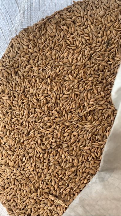 Акбидай пшеница отруби арпа ячмень горох