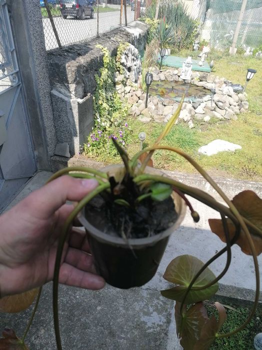 Бяла водна лилия с едри цветове