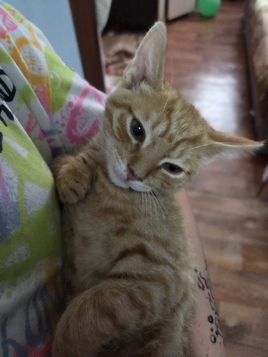 Отдаю котят в добрые руки!