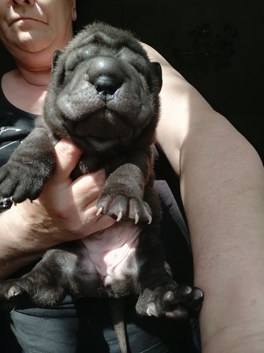 Бронь щенок шарпея.