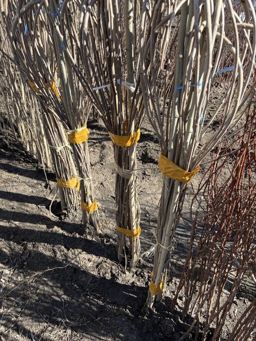 Шелковица плакучая