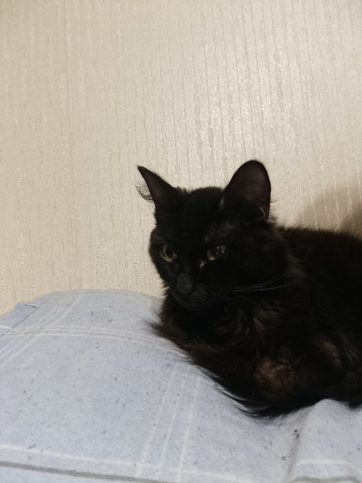 Одам срочно кошку