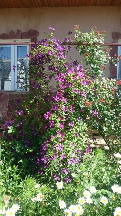 Продам клематис на посадку