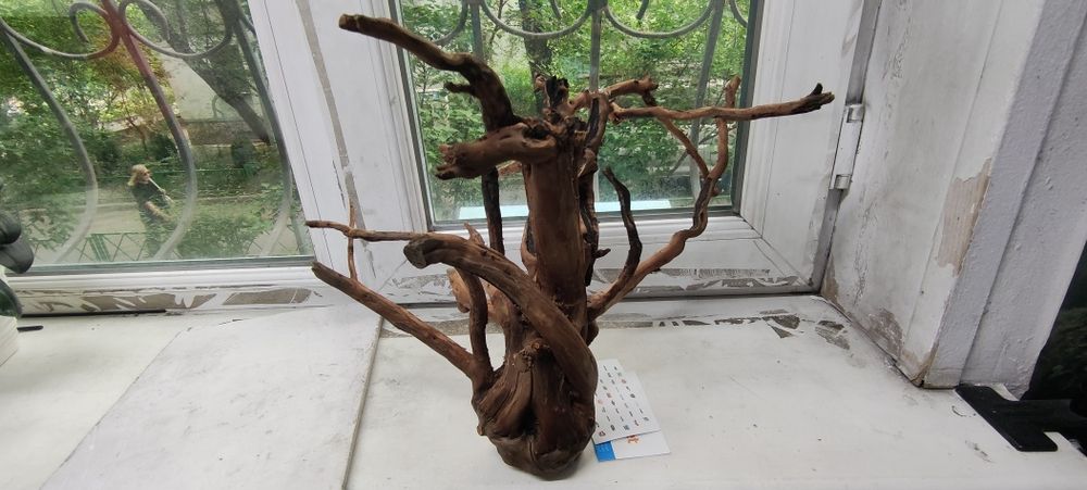 Коряга вишнёвая.