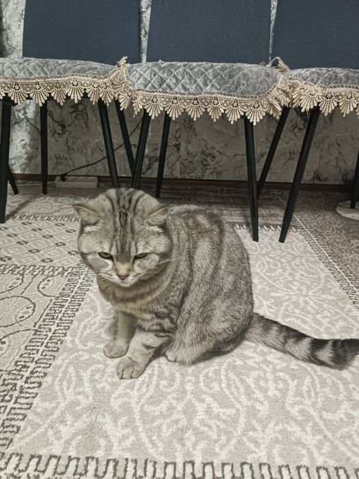 Кошка британская