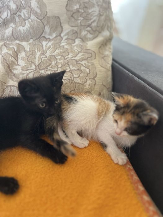 Котята в добрые  руки 2 месяца