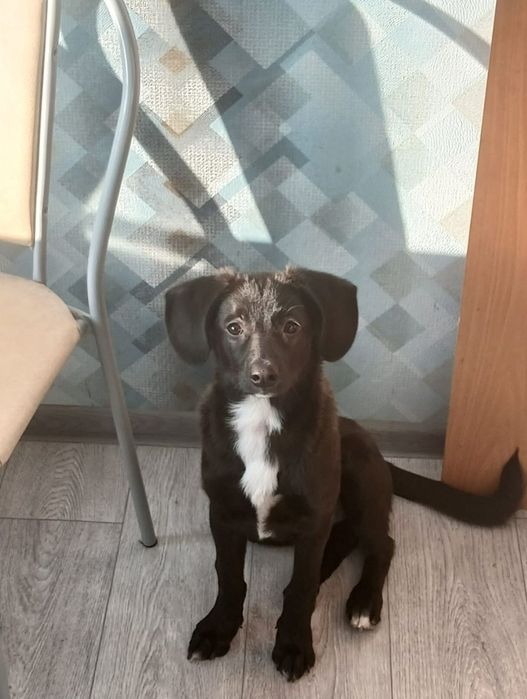 Отдам щенка  в добрые руки