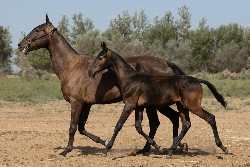 Ахалтекинские жеребята