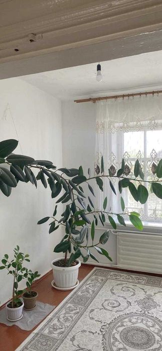 Фикус цветы домашние