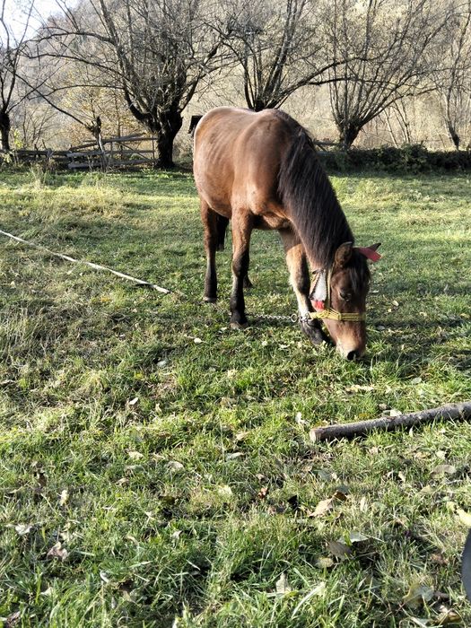 Vând mânz cuminte în primăvara face un an pn m-ai multe detalii in pri