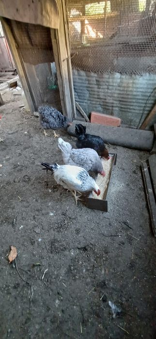 Продам курочек молоденьких , домашних