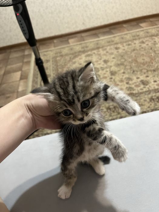 Отдам котенка.