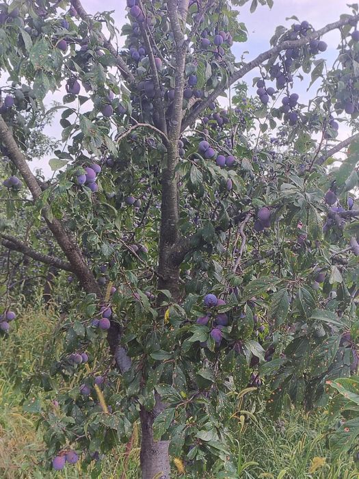 Vând prune pentru țuică