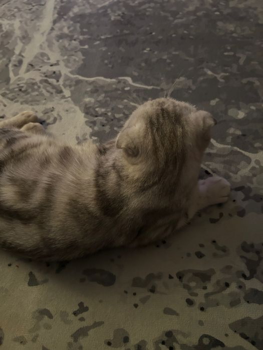 Шотландская вислоухая кошка
