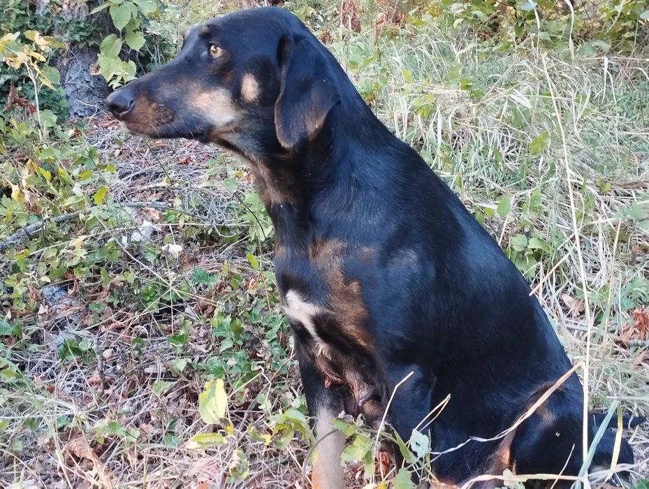 Подаряват се кученца