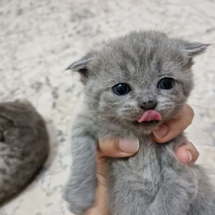Toza kulrang Shotland Fold (Scottish Fold) mushukcha sotiladi