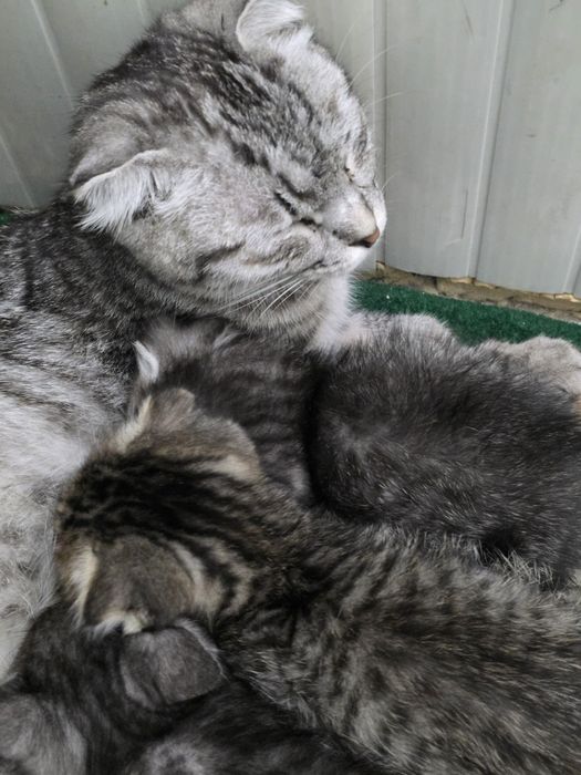 Отдам котят в хорошие руки