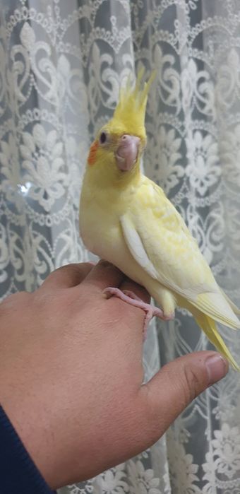 Karello ruchnoy 1oylik