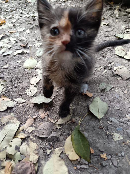 Котенок ищет добрые руки