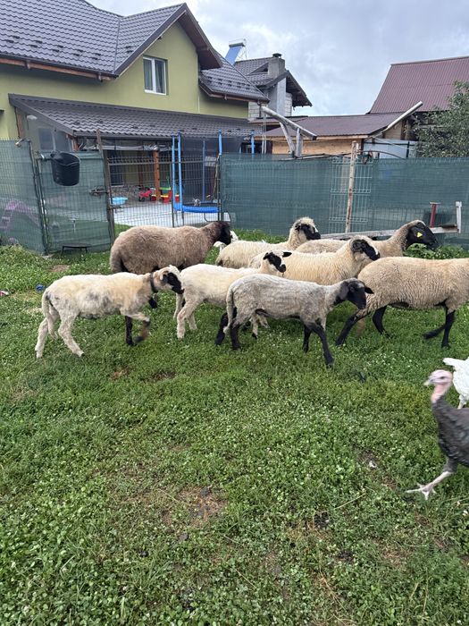 Vand oi carabașe