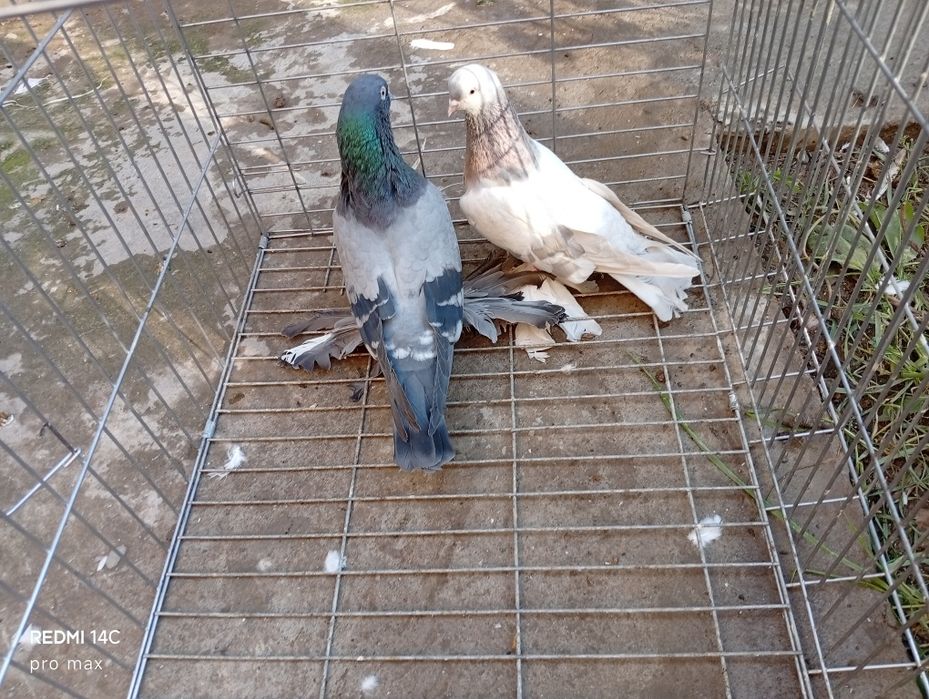 Голуби. Телеграмдан ёзин