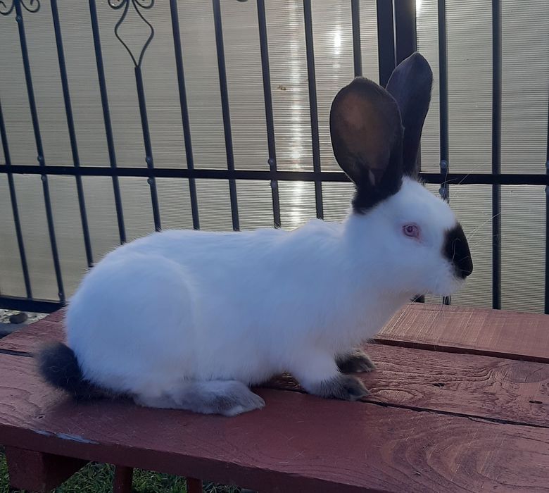 Iepuri Uriaș de Transilvania